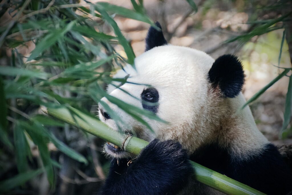 panda, pandabear, bamboo, eating, panda, panda, panda, panda, panda